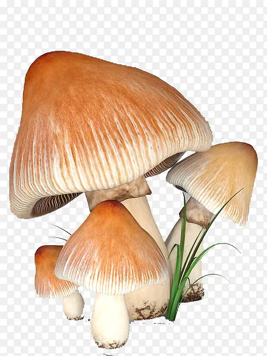 立体蘑菇