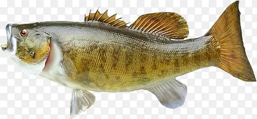 海鱼切生片