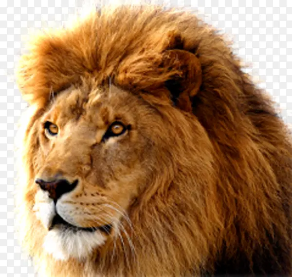 狮子头部