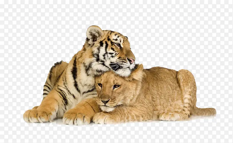 卧着的两只老虎
