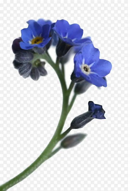 蓝色草本植物整颗琉璃苣实物