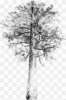卡通手绘树木