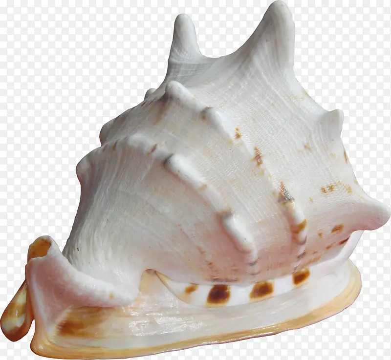 蜗牛状海螺