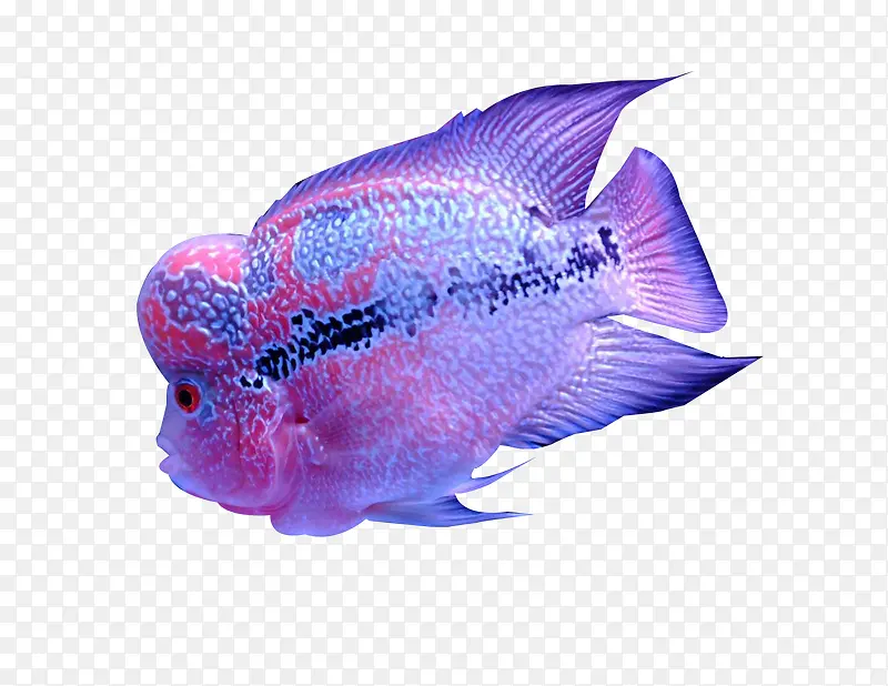 紫色珍珠罗汉鱼