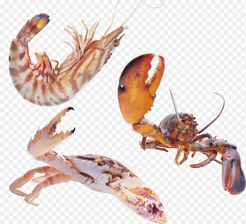 螃蟹虾海底动物psd素材