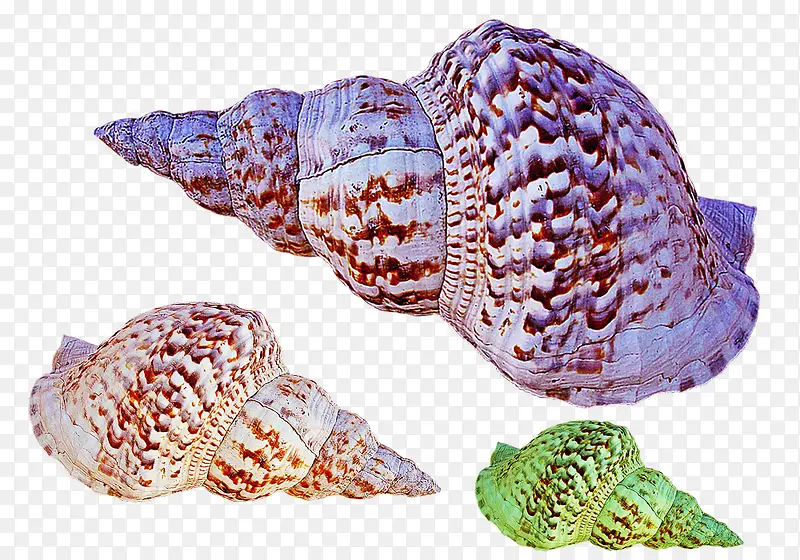 色彩斑斓的螺旋海螺