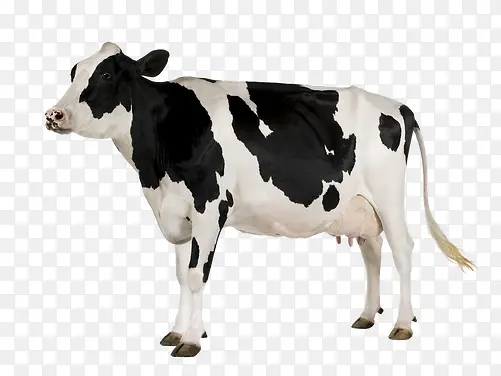 一只奶牛