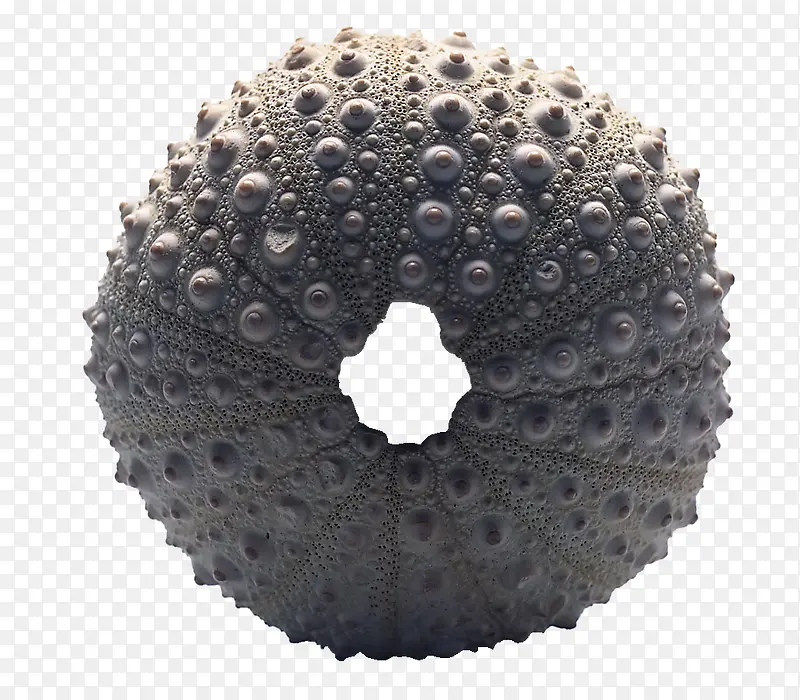 圆形贝壳