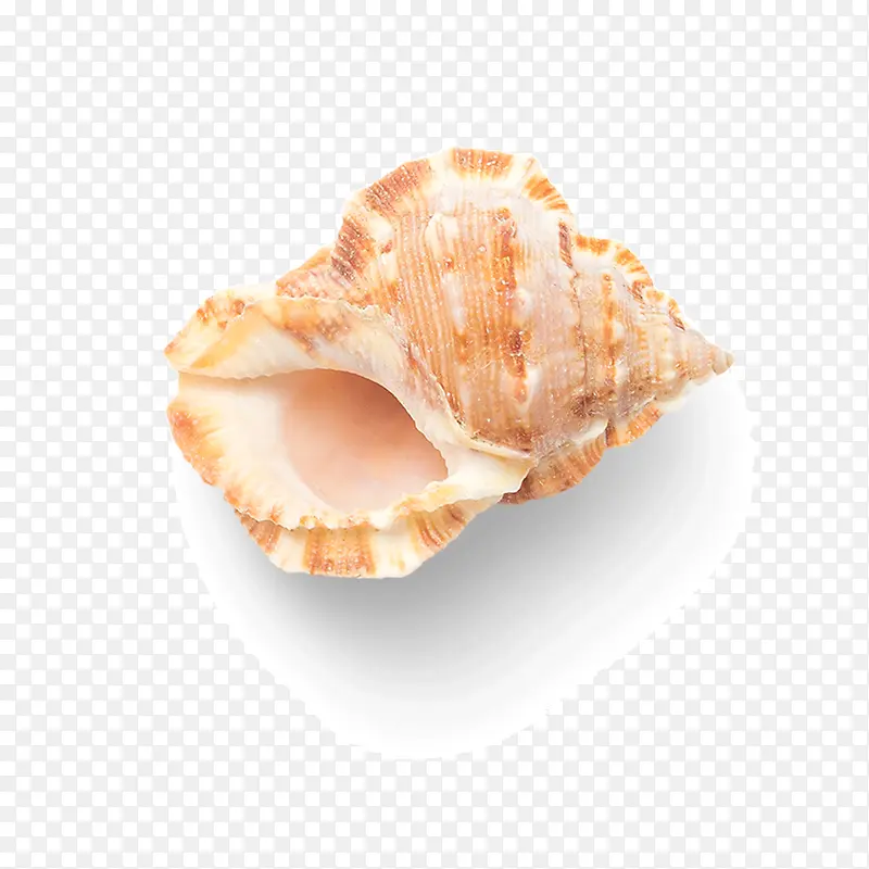 灰色贝壳