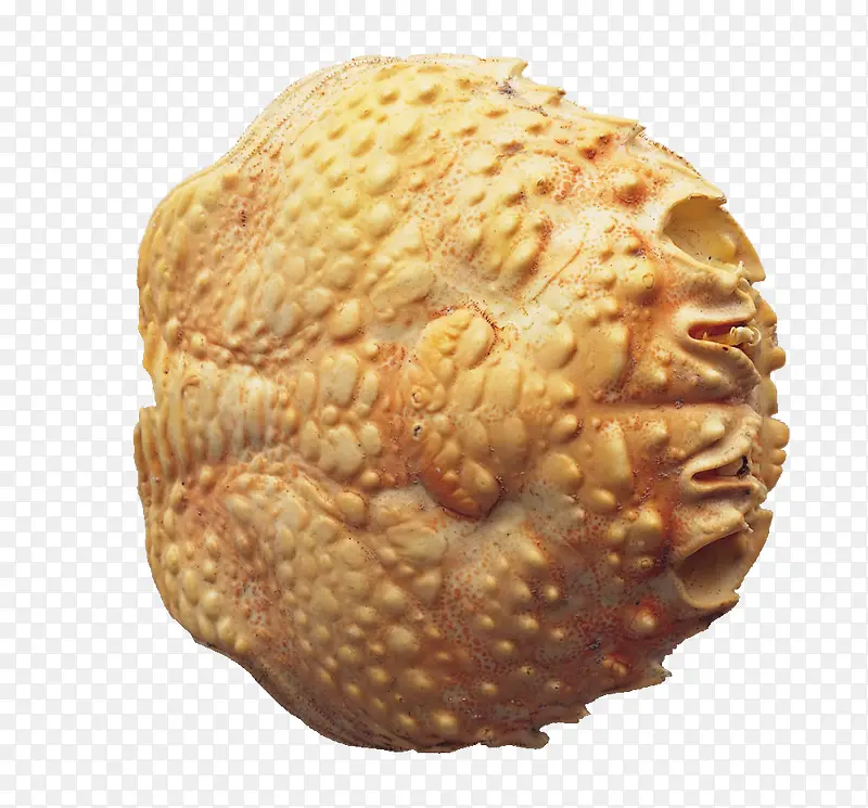 圆形贝壳