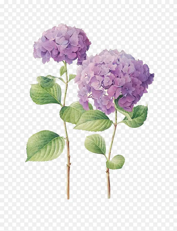 两束紫色手绘小花