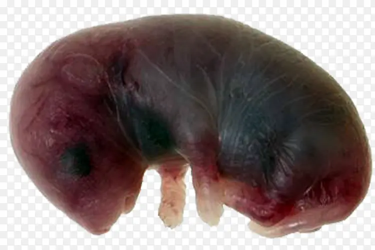 哺乳动物胚胎