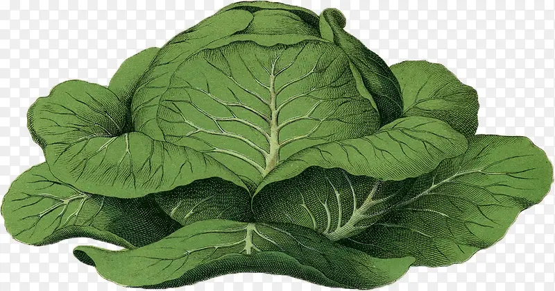 卷心菜