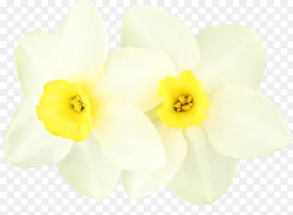 两朵黄色小花