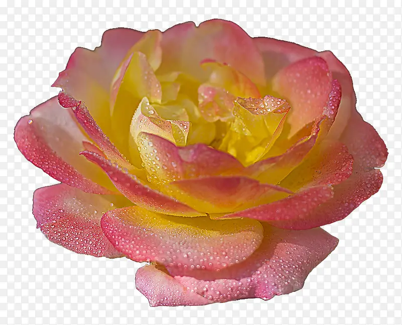 盛开的月季花