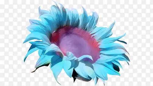 蓝色向日葵