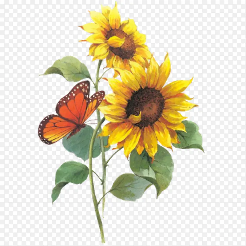 两朵向日葵和蝴蝶的彩绘