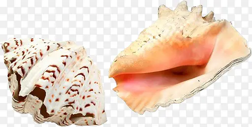 贝壳与海螺