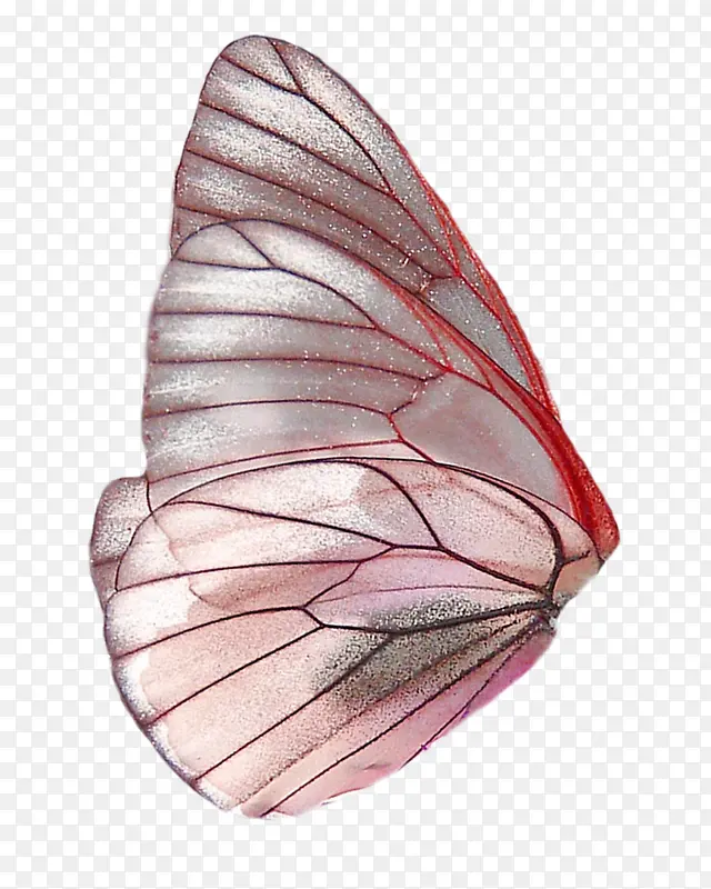 玫红色蝴蝶翅膀装饰图案