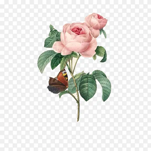 蝴蝶闻香玫瑰图素材图片