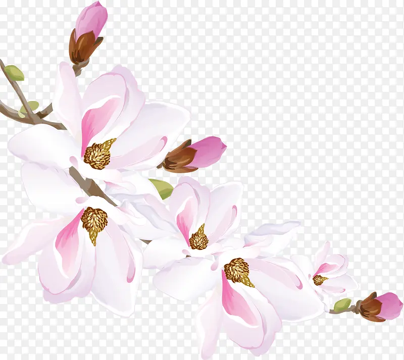 手绘白色花朵花瓣