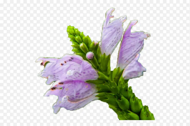 紫色芝麻花