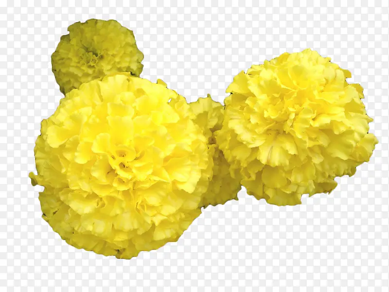 黄色万寿菊花