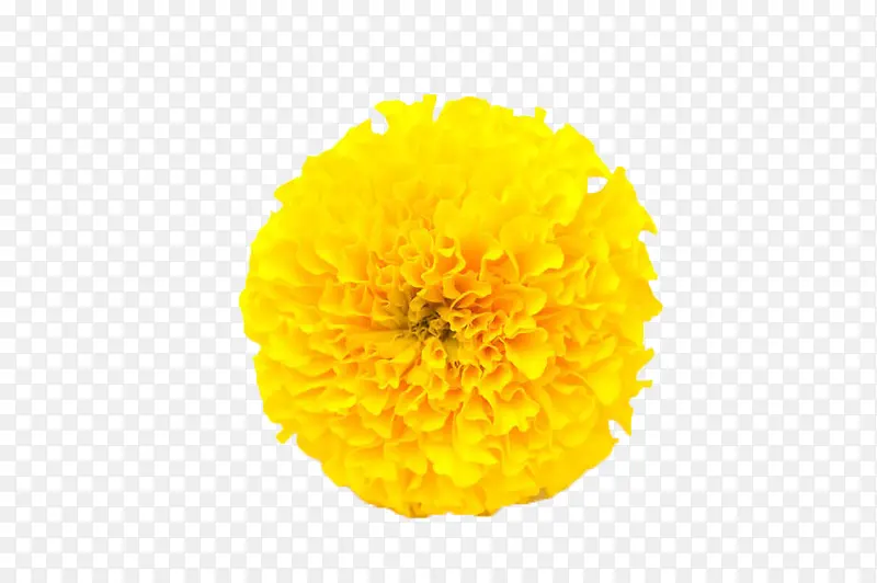 黄色万寿菊