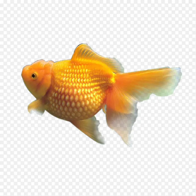 黄色小鱼儿