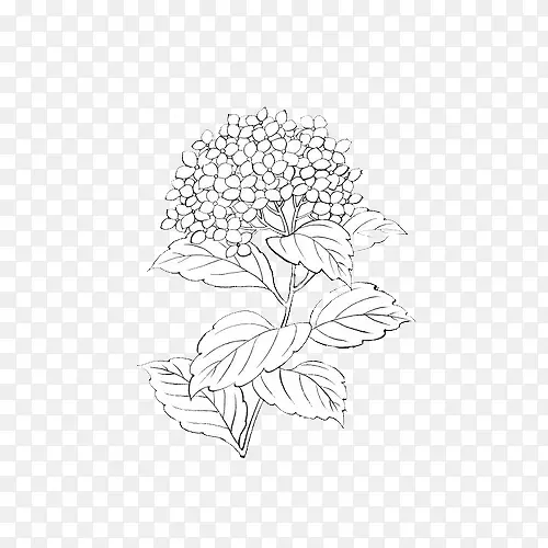 简笔绣球花