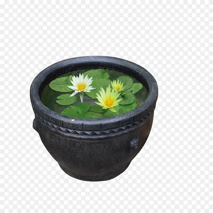 水缸里面的莲花植物
