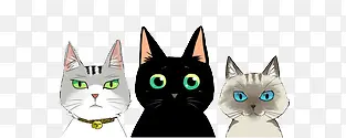 三只猫咪