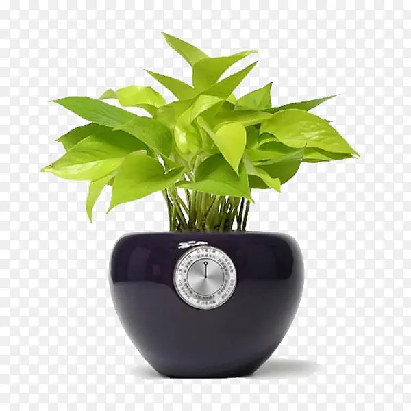绿色植物摆件装饰