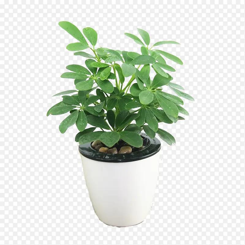 绿色植物盆栽