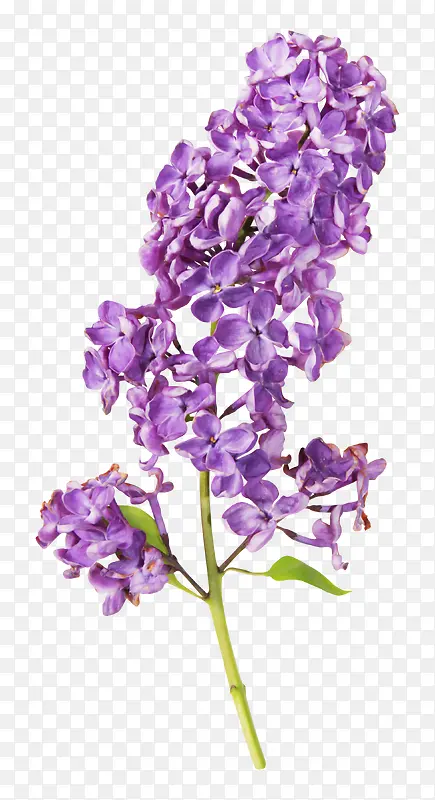 漂亮藏红花花枝