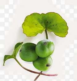 绿色青涩果实植物