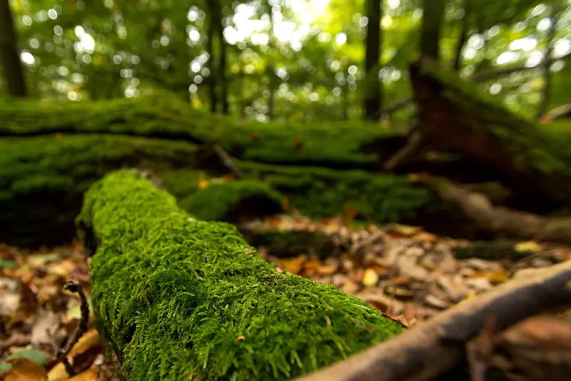 森林里的树干苔藓海报背景