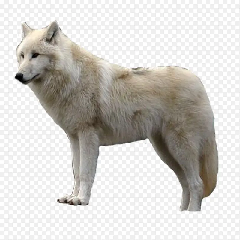 野狼雪狼孤狼动物