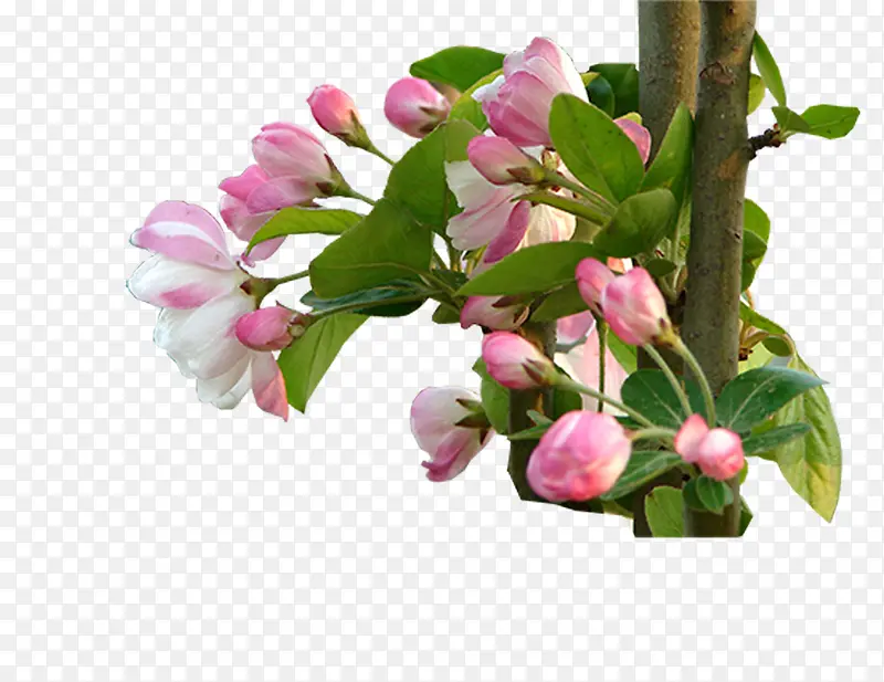 百合