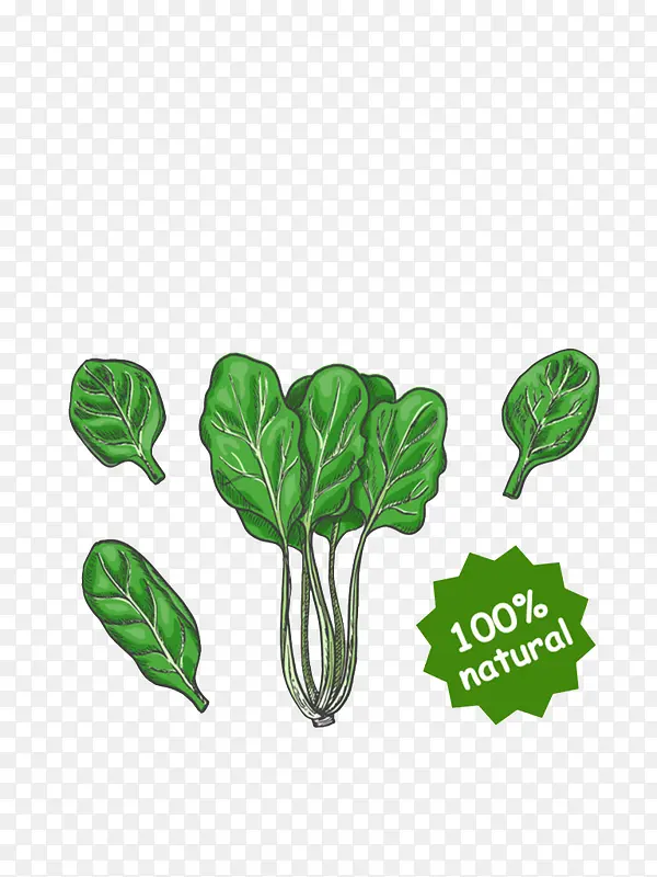 绿色菠菜