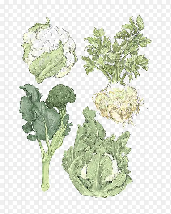 手绘蔬菜