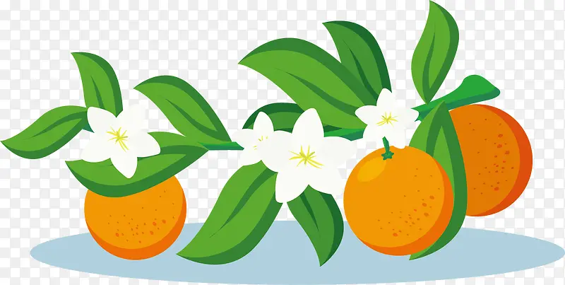 花朵矢量饱满橘子