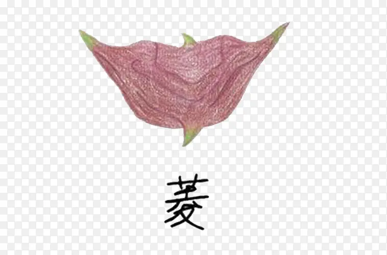 菱角荸荠