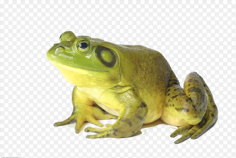 趴在地上的绿色小青蛙