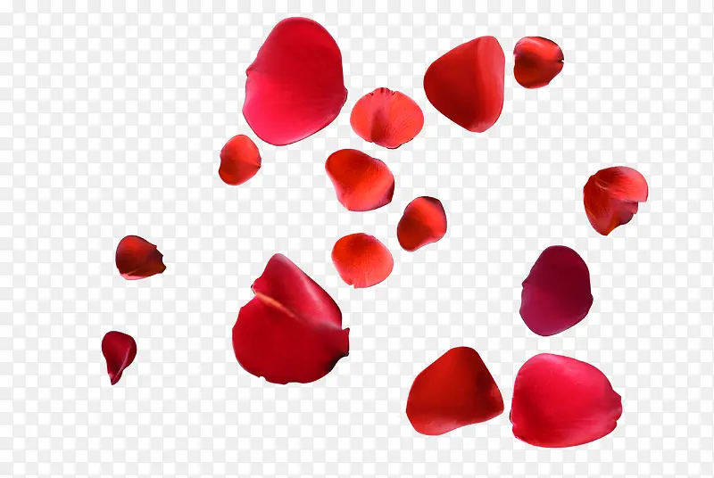 情人节红色浪漫玫瑰瓣装饰