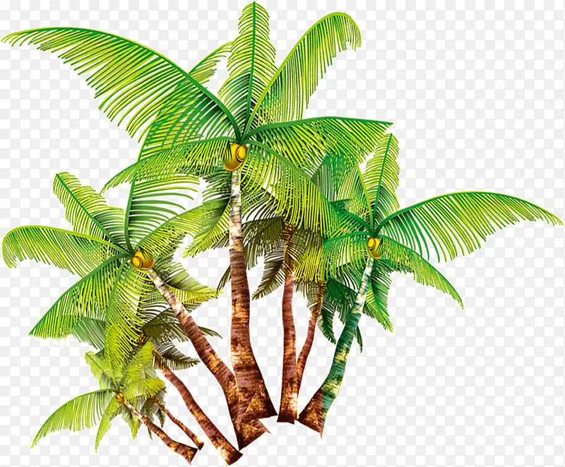 许多的椰子树