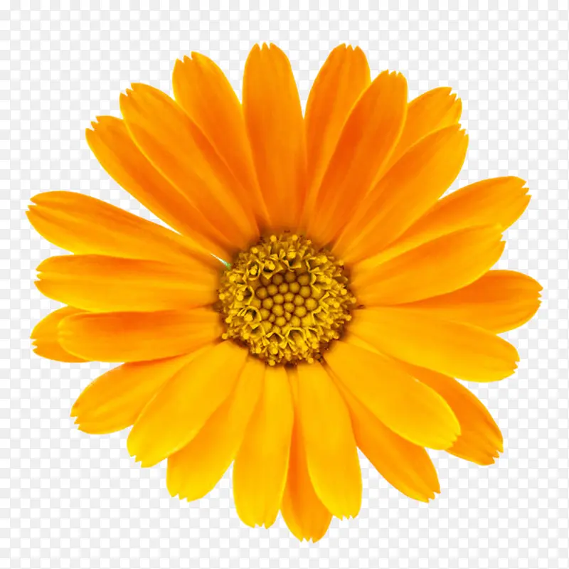 橙色有观赏性菊科一朵大花实物