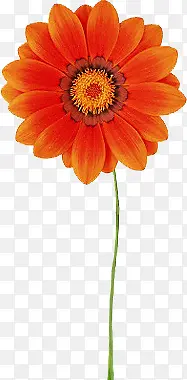 手绘橙色花