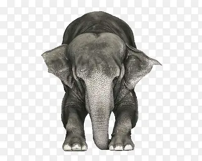 匍匐的大象