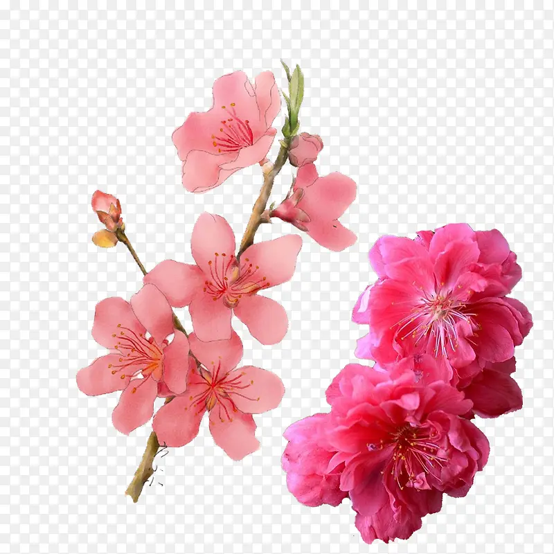 桃花朵朵开